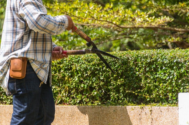 Garden Maintenance Wallington, SM6
